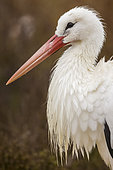 Portrait of a White Stork (Ciconia ciconia) in a marsh in the Camargue, France
