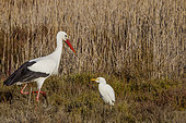 White Stork (Ciconia ciconia) and Cattle Egret (Bubulcus ibis) in a Camargue marsh, France