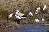 White Stork (Ciconia ciconia), Little Egrets (Egretta garzetta) and Cattle Egret (Bubulcus ibis) in a Camargue marsh, France