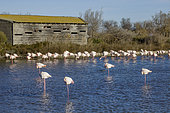 Greater Flamingos (Phoenicopterus roseus) in front of an observatory in the ornithological park of Pont-de-Gau, Camargue, France