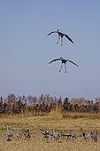 Two grey cranes (Grus grus) preparing to land near other cranes, Camargue, France