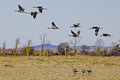 Common cranes (Grus grus) feeding during the day, Camargue, France