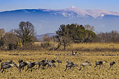 Common cranes (Grus grus) feeding during the day, with Mont Ventoux (1,912 m) in the background, Camargue, France