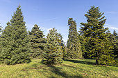 Parde fir (Abies numidica var. pardei), Cilician fir (Abies cilicica), Greek Fir (Abies cephalonica)
