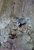 Badger (Meles meles) walking on the side of a oak tree