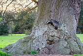 Badger (Meles meles) walking on the side of a oak tree, England