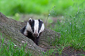 Badger (Meles meles) coming out from under an oak tree