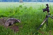 Badger (Meles meles) and camera