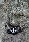 Badger (Meles meles) cub coming out of the den UK spring