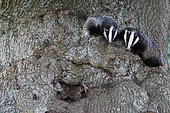 Badger (Meles meles )Female and cub on the side of an oak tree, England