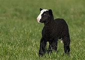 Balwen Welsh Mountain sheep (Ovis aries) standing in a meadow