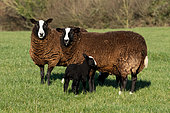 Balwen Welsh Mountain sheep (Ovis aries) standing in a meadow, England