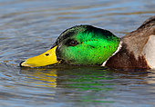 Mallard (Anas platyrhynchos) feeding, England