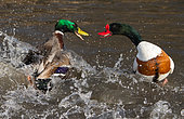 Mallard (Anas platyrhynchos) and Shelduck (Tadorna tadorna) fighting in water, England