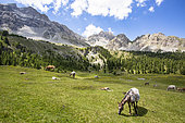 Horses grazing in a mountain pasture in the Queyras, Ceillac, hautes-Alpes, France