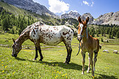 Chevaux pâturant en alpage dans le Queyras, Ceillac, hautes-Alpes, France