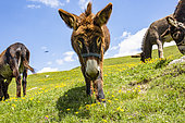 Donkeys in a mountain pasture in the Queyras, Hautes-Alpes, France