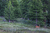 RoeDeer (Capreolus capreolus) in forest, Queyras, Hautes-Alpes, France