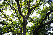 Downy Oak (Quercus pubescens)