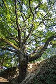 Downy Oak (Quercus pubescens)