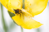 Honey bee (Apis mellifera) on Horned Poppy (Glaucium flavum) flower