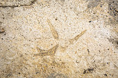 Fossil prints on the Saignon slab, Luberon, Vaucluse, France