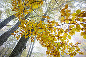 Beech forest on the south face of the Ventoux in autumn, Vaucluse, France