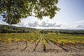 Luberon vineyards near Bonnieux in autumn, Vaucluse, France