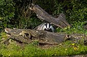 European badger (Meles meles) on a stump in an undergrowth, Ille et Vilaine, Brittany, France