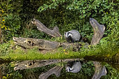 France,Bretagne, Ille et Vilaine, Blaireau (Meles meles), dans un sous bois, sur une souche // France, Brittany, Ille et Vilaine, European badger (Meles meles), in an undergrowth, on a stump