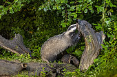 European badger (Meles meles) on a stump in an undergrowth, Ille et Vilaine, Brittany, France