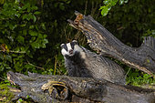 European badger (Meles meles) on a stump in an undergrowth, Ille et Vilaine, Brittany, France