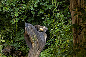 European pine marten (Martes martes), on a stump, in an undergrowth, Ille et Vilaine, Brittany, France