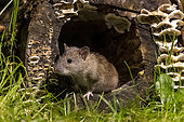 Brown rat,also referred to as common rat,street rat,sewer rat,Hanover rat,Norway rat,brown Norway rat,Norwegian rat,or wharf rat (Rattus norvegicus) in a trunk, Ille et Vilaine, Brittany, France