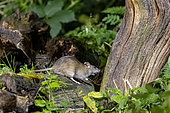 Brown rat,also referred to as common rat,street rat,sewer rat,Hanover rat,Norway rat,brown Norway rat,Norwegian rat,or wharf rat (Rattus norvegicus) on a stump, Ille et Vilaine, Brittany, France