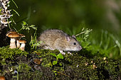 Brown rat,also referred to as common rat,street rat,sewer rat,Hanover rat,Norway rat,brown Norway rat,Norwegian rat,or wharf rat (Rattus norvegicus) on moss, Ille et Vilaine, Brittany, France