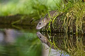 Brown rat,also referred to as common rat,street rat,sewer rat,Hanover rat,Norway rat,brown Norway rat,Norwegian rat,or wharf rat (Rattus norvegicus) near by the water, Ille et Vilaine, Brittany, France
