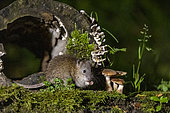 Brown rat,also referred to as common rat,street rat,sewer rat,Hanover rat,Norway rat,brown Norway rat,Norwegian rat,or wharf rat (Rattus norvegicus) in a trunk, Ille et Vilaine, Brittany, France
