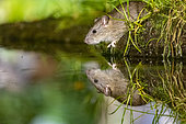 Brown rat,also referred to as common rat,street rat,sewer rat,Hanover rat,Norway rat,brown Norway rat,Norwegian rat,or wharf rat (Rattus norvegicus) near by the water, Ille et Vilaine, Brittany, France
