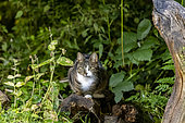 Domestic cat near a stump, Ille et Vilaine, Brittany, France