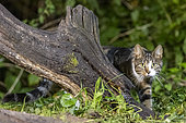 Domestic cat near a stump, Ille et Vilaine, Brittany, France