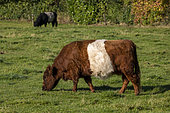 Lakenvelder cows in a meadow, Friesland, Netherlands