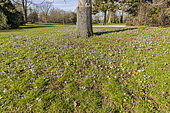 Woodland crocus (Crocus tommasinianus) 'Whitewell Purple' in bloom at the base of a tree