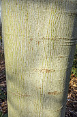 Chinese parasoltree (Firmiana simplex), bark