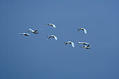 Flight of mute swans (Cygnus olor) over the Grande Maïre pond, Sérignan, Hérault, France