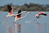 Flight of a small group of Flamingos (Phoenicopterus roseus), the Grande Maïre pond, Sérignan, Hérault, France