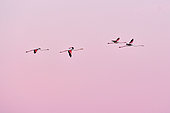 Flight of a small group of Flamingos (Phoenicopterus roseus) at dawn, the Grande Maïre pond, Sérignan, Hérault, France