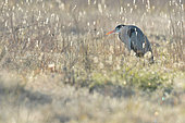 Grey Heron (Ardea cinerea) stalking against the light among the tall grass in an open field, Magalas, Hérault, France