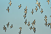 Early morning flight of European Golden Plovers (Pluvialis apricaria), Migratory stopover, Aiguamolls Reserve, Catalonia, Spain