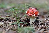 Young fly agaric (Amanita muscaria) in the forest, Forêt Domaniale de l'Espinouse, Hérault, France